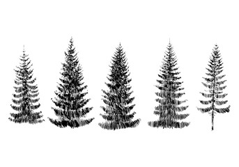 Hand drawn fir tree forest sketch design. Winter holiday backgrounds. Vector illustration 