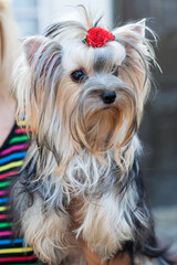 A girl without a face, holding a Yorkshire terrier dog on her hand. The dog looks away, on his head is a bow made of wool, and a red rose.