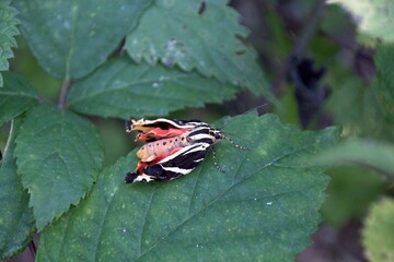 a butterfly on leaf