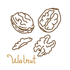 Walnut hand drawn graphics element for packaging design of nuts and seeds or snack. Vector illustration in line art style - 482560527