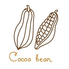 Cacao bean hand drawn graphics element for packaging design of drink or snack. Vector illustration in line art style