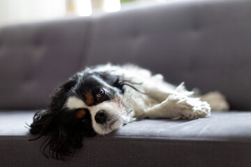 Dog relaxing on the sofa
