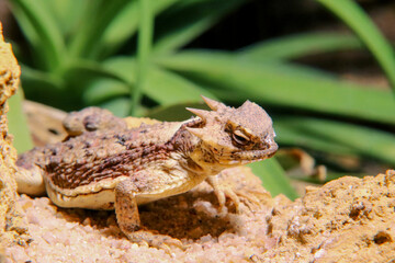 Bearded dragon , wildlife Reptile animal
