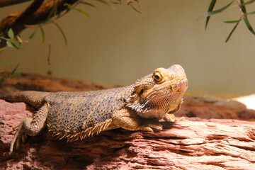 Bearded dragon , wildlife Reptile animal

