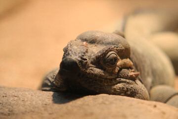 Rhinoceros iguana , Wildlife cornu reptile