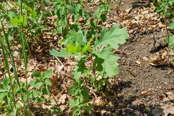 A small green oak sprout grows on the ground on a spring day