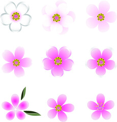 Sakura, set of Oriental pink cherry flowers, vector