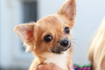 chihuahua puppy on blue background
Chihuahua companion dog. close up portrait dog
A girl without a face, holds a Chihuahua dog on her hand. The dog looks ahead. she has a cute face.