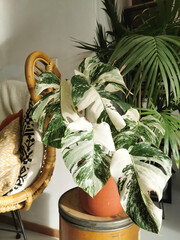 Monstera albo borsigiana or variegated monstera houseplant. Highly variegated full plant in an urban jungle interior
