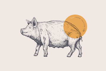 Pig. Hand-drawn retro picture with livestock in engraving style. Can be used for restaurant menu design, market packaging, and labels. Vector vintage illustrations on a light background.
