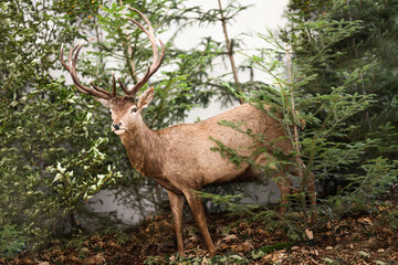 Deer in the woods , wildlife animal 