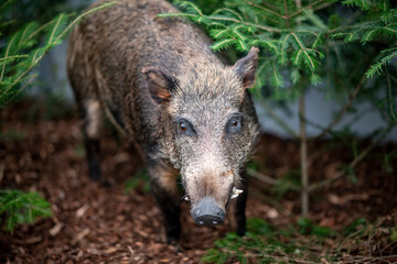 Wild boar pig , forest wildlife animal 