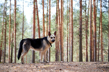 Atypical white Dog German Shepherd in a forest in a summer, spring or autumn day. Albino with white and black fur