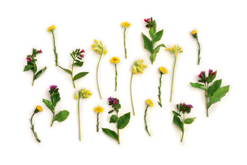 Flowers cowslip ( Primula veris, petrella, herb peter, paigle, peggle ), lungwort, farfara, on a white background. Top view, flat lay. Medicinal plants