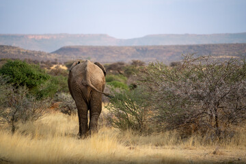 Big elephant walking through the savannah