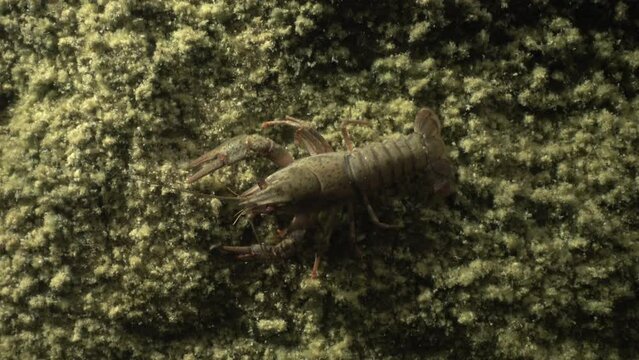 European crayfish (Astacus astacus) crawling along the muddy bottom.