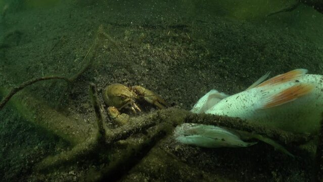 European crayfish (Astacus astacus) looks at a dead fish on the muddy bottom.