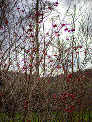 Rote Beeren im Winter 