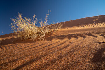 Amazing tracks in the sand under blue sky in deadvlei namibia