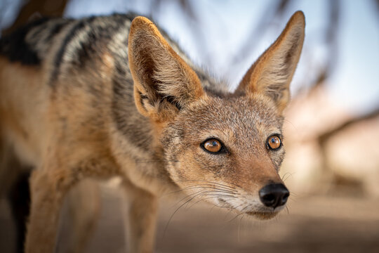 close up of a jackal