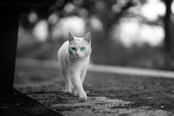 Cat in Black and White with sapphire green Eyes