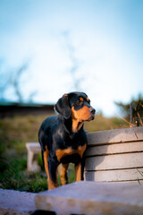 Cute puppy dog in spring