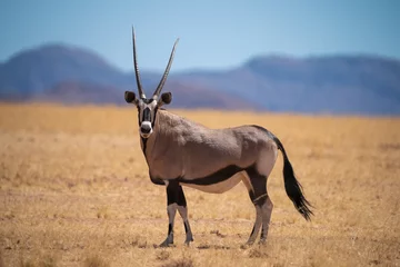 Fotobehang Oryx antilope op zoek op camera voor bergen © Photobookroom