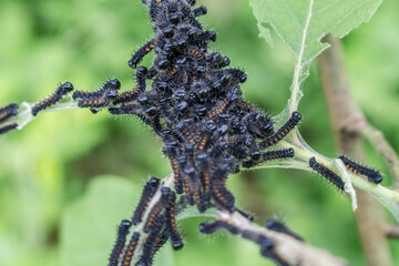 black caterpillar on a leaf