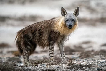 Gordijnen Bruine hyena die naar de camera kijkt © Photobookroom