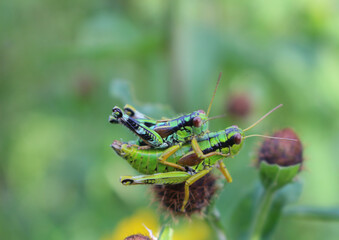 grasshoppers during mating
