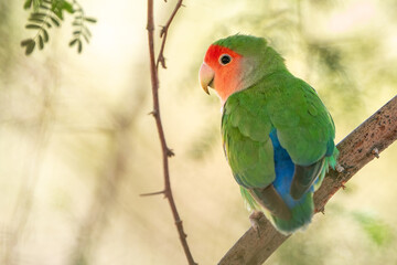Beautiful plum-crowned parrot at namibia