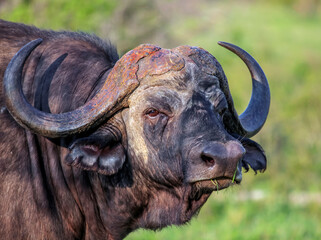 Portrait of wild old buffalo bull in the African savanna.