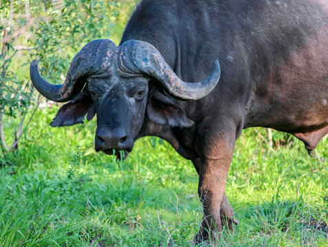 Wld old buffalo bull eats grass in the African savanna.
