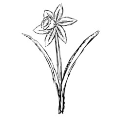 Simple hand-drawn blooming daffodil. Rough black and white freehand line vector drawing, isolated on transparent background