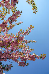 rosa blüten und blauer himmel im frühling