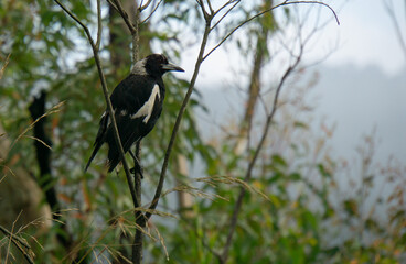 Magpie in tree