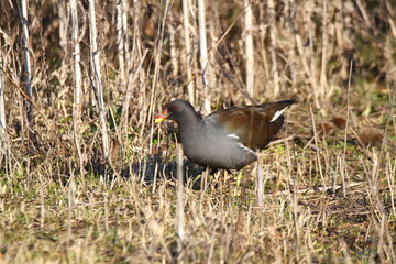 regional park po delta ferrara ravenna marsh with marine birds and molluscs winter with fog