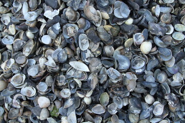 shell regional park po delta ferrara ravenna marsh with marine birds and molluscs winter with fog