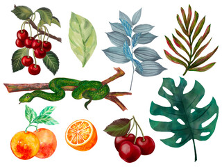 Snake with fruit plants foliage monstera leaf element