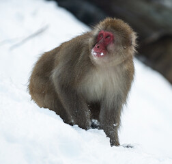 Japanese macaque on the snow. Snow monkey. The Japanese macaque ( Scientific name: Macaca fuscata), also known as the snow monkey. Winter season. Natural habitat.