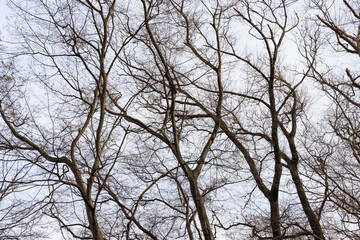 冬の葉落した木