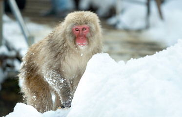 The Japanese macaque walking on the snow. The Japanese macaque ( Scientific name: Macaca fuscata), also known as the snow monkey. Winter season. Natural habitat.