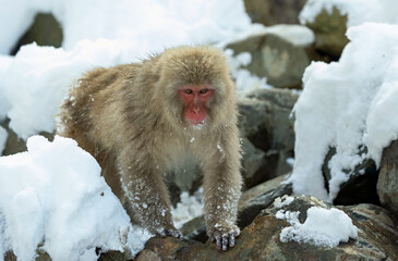 The Japanese macaque walking on the snow. Front view. The Japanese macaque ( Scientific name: Macaca fuscata), also known as the snow monkey. Winter season. Natural habitat.