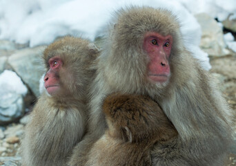 Snow monkeys. The Japanese macaque ( Scientific name: Macaca fuscata), also known as the snow monkey. Winter season. Natural habitat. Japan.