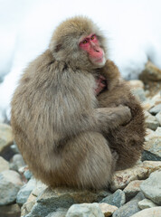 Naklejka premium Japanese macaque and cub. Snow monkey. The Japanese macaque, Scientific name: Macaca fuscata, also known as the snow monkey. Winter season. Natural habitat.