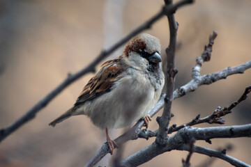sparrow on a branch