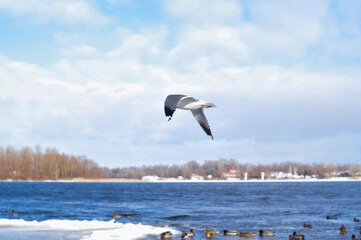 seagull in flight