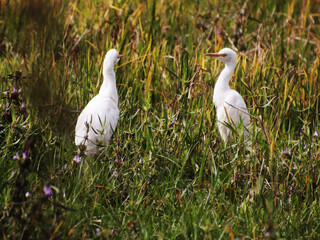 the heron is sitting