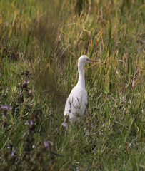 the heron is sitting