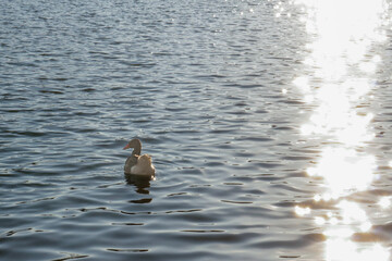 Water bird goose water swan flying bird , wildlife animal 
